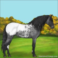 Horse Color:Blue Roan Snowcap