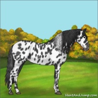 Horse Color:Blue Roan Leopard 
