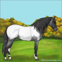 Horse Color:Blue Roan Appaloosa