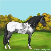 Horse Color:Blue Roan Snowcap