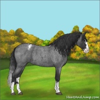 Horse Color:Blue Roan Splash Appaloosa 