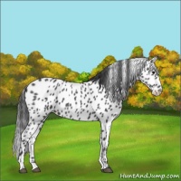 Horse Color:Blue Roan Leopard 