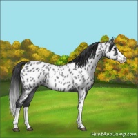 Horse Color:Blue Roan Sabino Splash Appaloosa 
