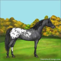 Horse Color:Blue Roan Appaloosa 
