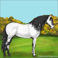 Horse Color:Blue Roan Appaloosa 