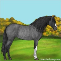 Horse Color:Blue Roan Varnish Rabicano 