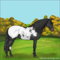 Horse Color:Blue Roan Appaloosa
