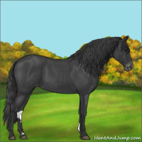 Horse Color:Blue Roan Appaloosa