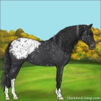 Horse Color:Blue Roan Appaloosa 