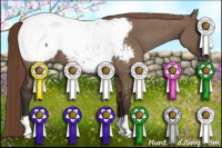 Horse Color:Liver Red Dun Appaloosa Brindle