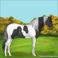 Horse Color:Blue Roan Tobiano Varnish 
