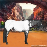 Horse Color:White Spotted Blue Roan Appaloosa 