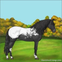 Horse Color:Blue Roan Near Fewspot 