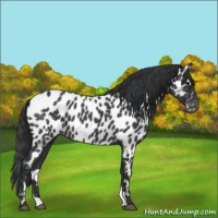 Horse Color:Blue Roan Appaloosa