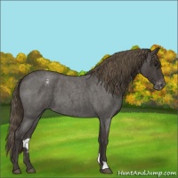 Horse Color:Smoky Blue Roan Appaloosa 