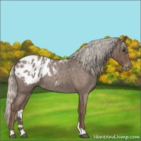 Horse Color:Silver Blue Roan Appaloosa 