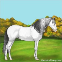 Horse Color:White Spotted Blue Roan Near Fewspot 