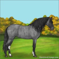 Horse Color:Blue Roan Varnish 
