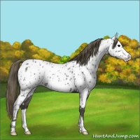Horse Color:Smoky Blue Roan Frame Appaloosa 