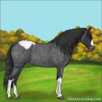 Horse Color:Blue Roan Appaloosa 