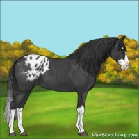 Horse Color:Blue Roan Splash Varnish