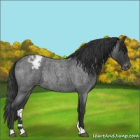 Horse Color:Blue Roan Appaloosa Rabicano 