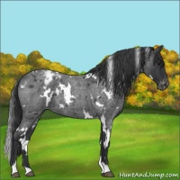 Horse Color:White Spotted Blue Roan Varnish 