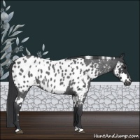 Horse Color:White Spotted Blue Roan Appaloosa 