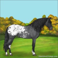Horse Color:Blue Roan Appaloosa 