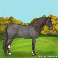 Horse Color:Smoky Blue Roan Appaloosa 