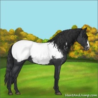 Horse Color:Blue Roan Appaloosa 