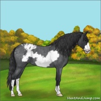 Horse Color:Blue Roan Frame Appaloosa 