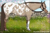 Horse Color:Liver Red Dun Appaloosa Rabicano Brindle 