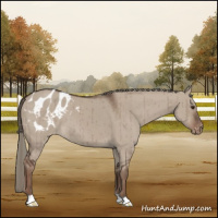 Horse Color:Liver Red Dun Mushroom Appaloosa Brindle