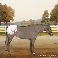Horse Color:Liver Red Dun Mushroom Appaloosa Brindle