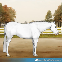Horse Color:Liver Red Dun Mushroom Appaloosa Brindle 