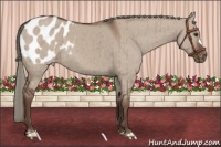 Horse Color:Liver Red Dun Appaloosa Brindle