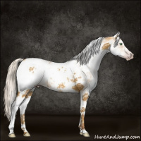 Horse Color:Gray White Spotted Silver Amber Cream Champagne Roan Appaloosa 