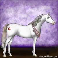 Horse Color:Nacre White Spotted Chestnut Splash Appaloosa 