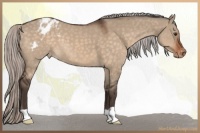 Horse Color:Silver Brown Dun Appaloosa 
