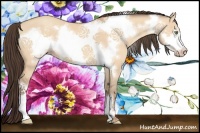 Horse Color:Amber Champagne Dun Frame