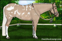 Horse Color:Red Dun Mushroom Appaloosa Brindle 