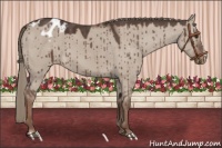 Horse Color:Liver Red Dun Appaloosa 