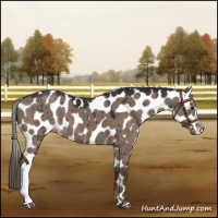 Horse Color:Liver Red Dun Mushroom Appaloosa Brindle
