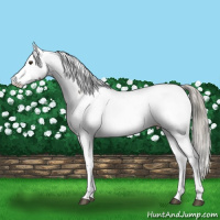 Horse Color:Liver Red Dun Mushroom Appaloosa Brindle