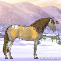 Horse Color:Smoky Grullo Ice Appaloosa 