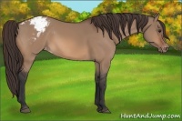 Horse Color:Brown Dun Varnish 