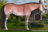 Horse Color:Bay Onyx Sabino