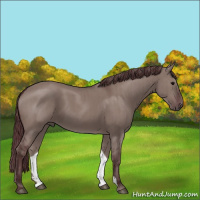 Horse Color:Chocolate Grullo Brindle 