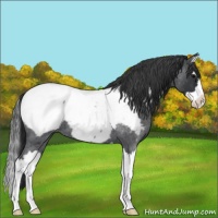 Horse Color:Blue Roan Splash Appaloosa
